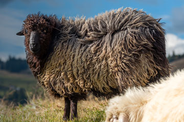 woolcollection.com cover